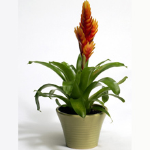 plants glen waverley